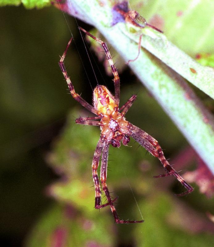 Araneus_ZZXYX_F1978_Z_86_Les Gris_Frankrijk.jpg